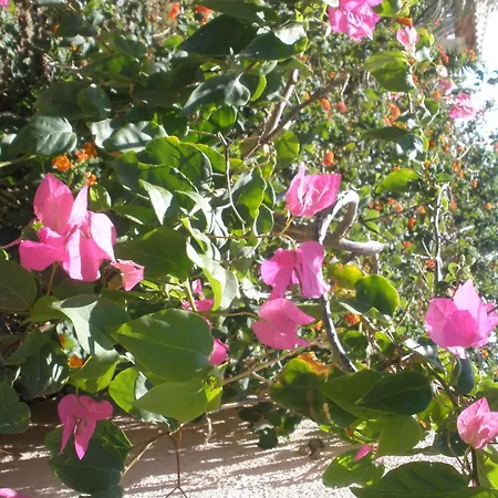 Apartment Livadi